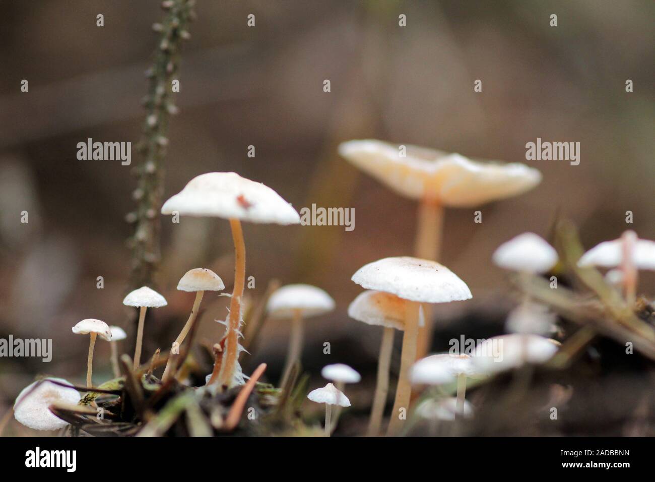 Funghi di legno Foto Stock