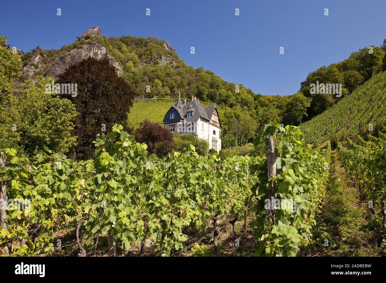 Vineygards al Drachenfels, Bad Honnef, Renania settentrionale-Vestfalia, Germania, Europa Foto Stock