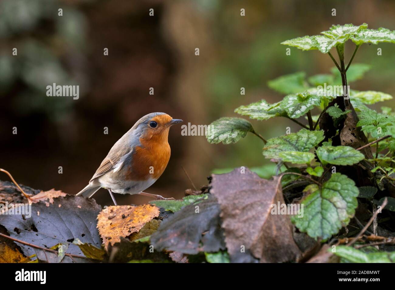 Unione robin (Erithacus rubecula) foraggio sul suolo della foresta Foto Stock