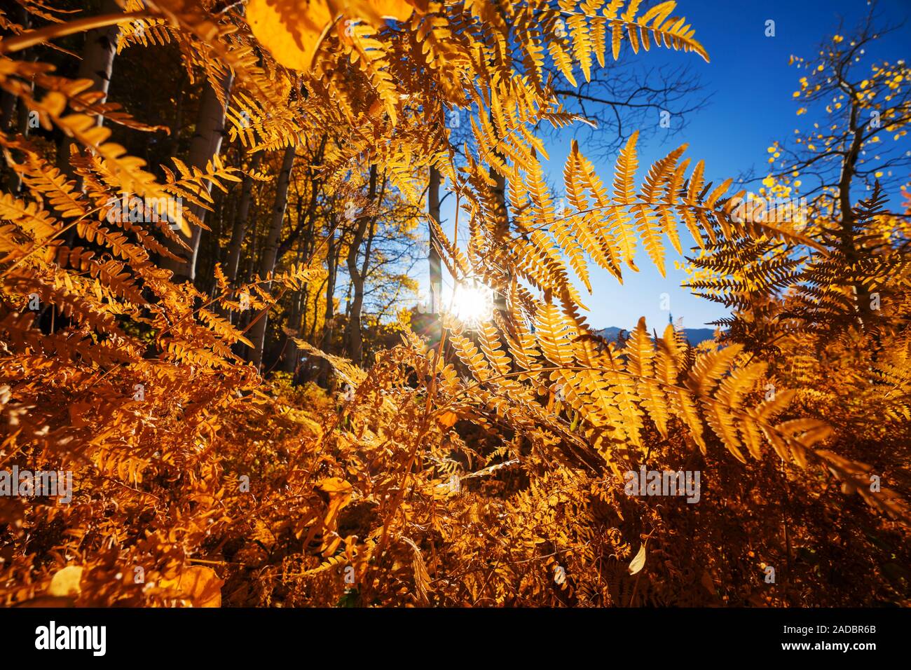 Foresta di autunno Foto Stock