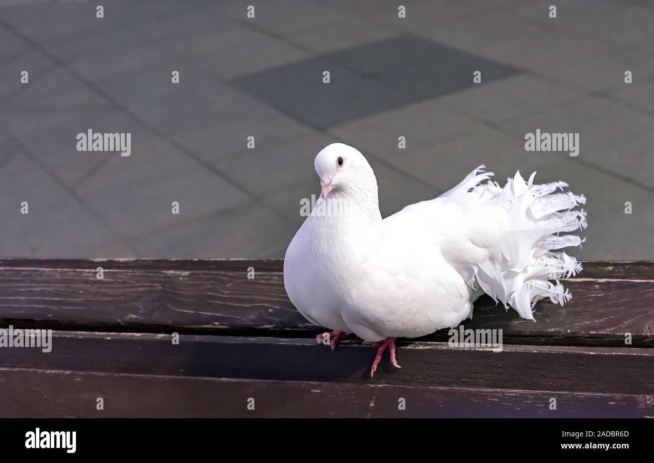 Il le code a ventaglio sono una razza popolare di fantasia piccione. Foto Stock