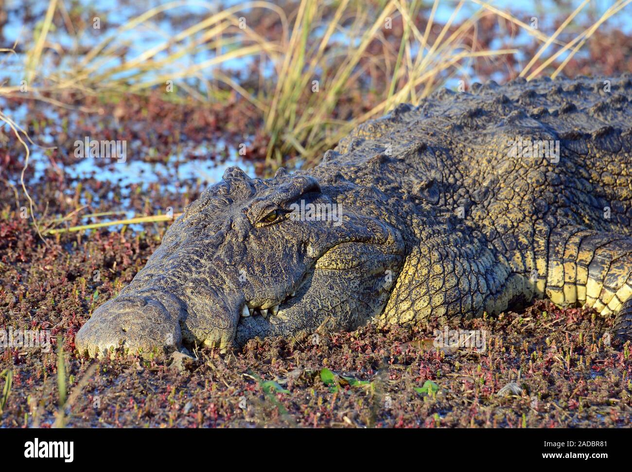 Un antico coccodrillo è prendere il sole stesso sulle rive del fiume Zambesi, ha il classico sorriso di coccodrillo Foto Stock