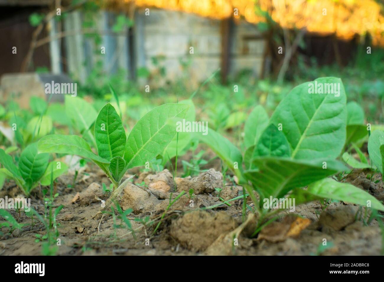 Grandi foglie di tabacco prima del raccolto sulle piantagioni di tabacco. Messa a fuoco selettiva il tabacco Virginia, la coltivazione del tabacco Foto Stock