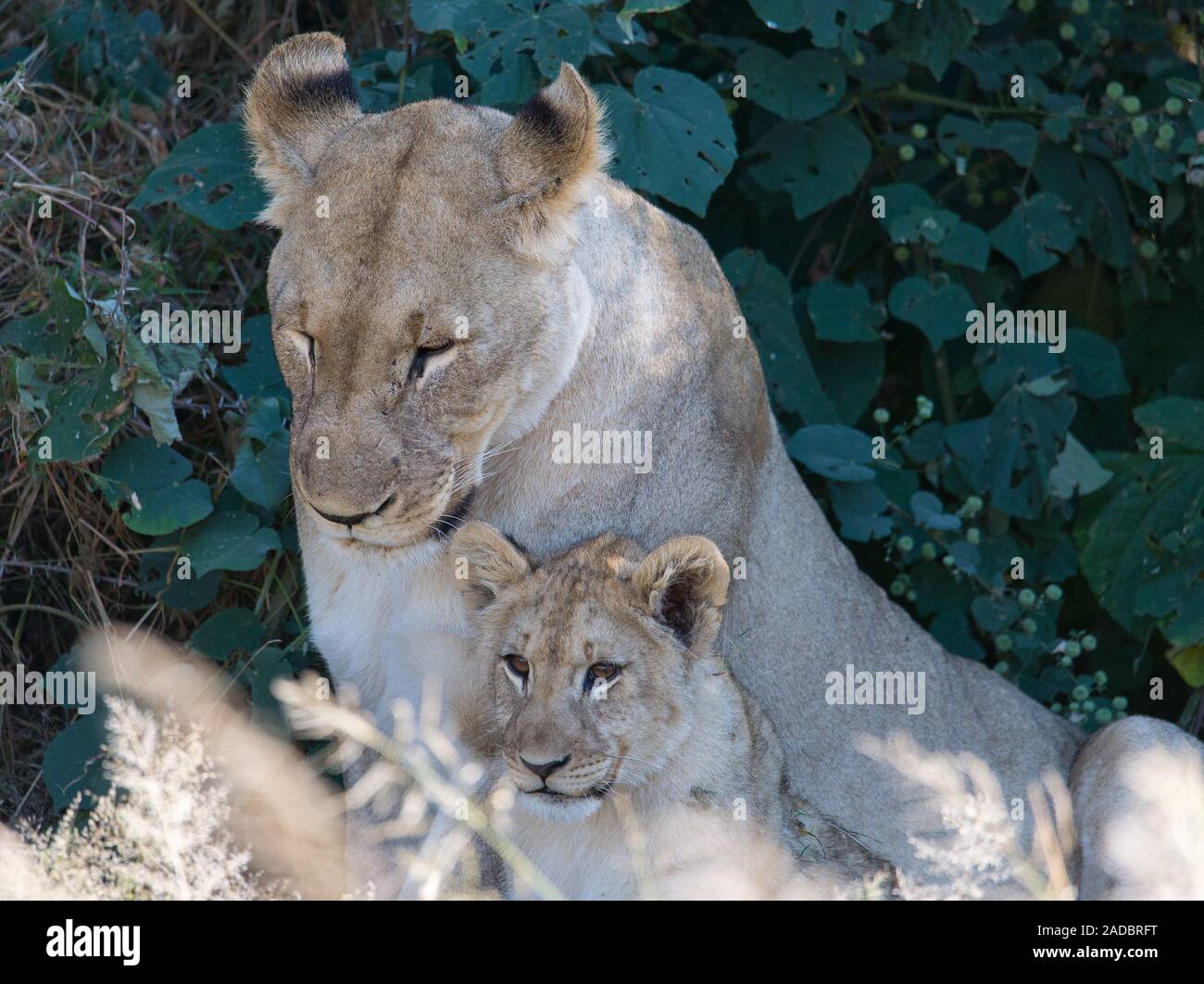 Una femmina di Lion è seduto con il suo cucciolo Foto Stock