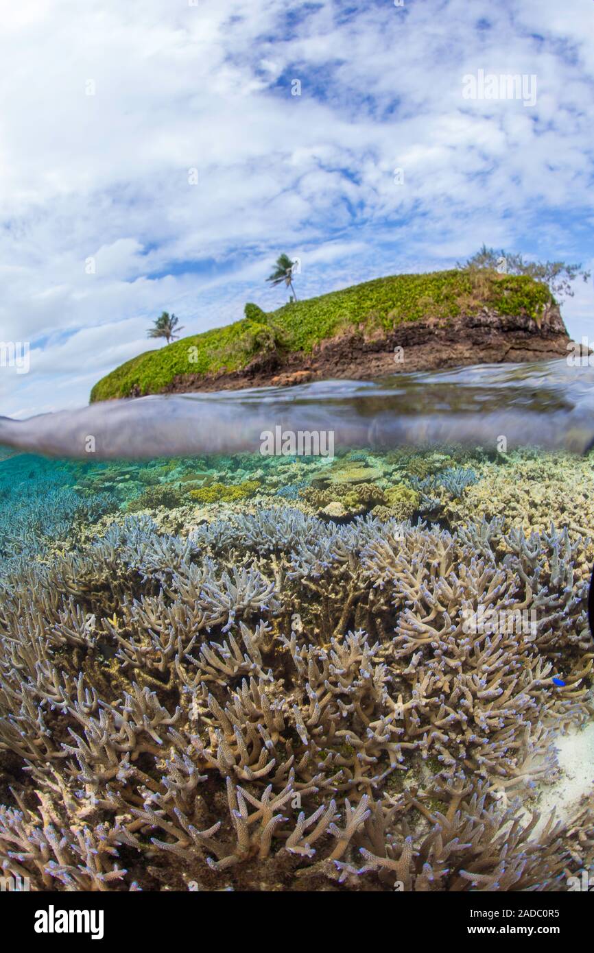 La metà superiore e la metà inferiore in scena con una barriera corallina sotto e due alberi sopra Isola, off Kadavu Isola nell'angolo sud-est delle Isole Figi. Foto Stock