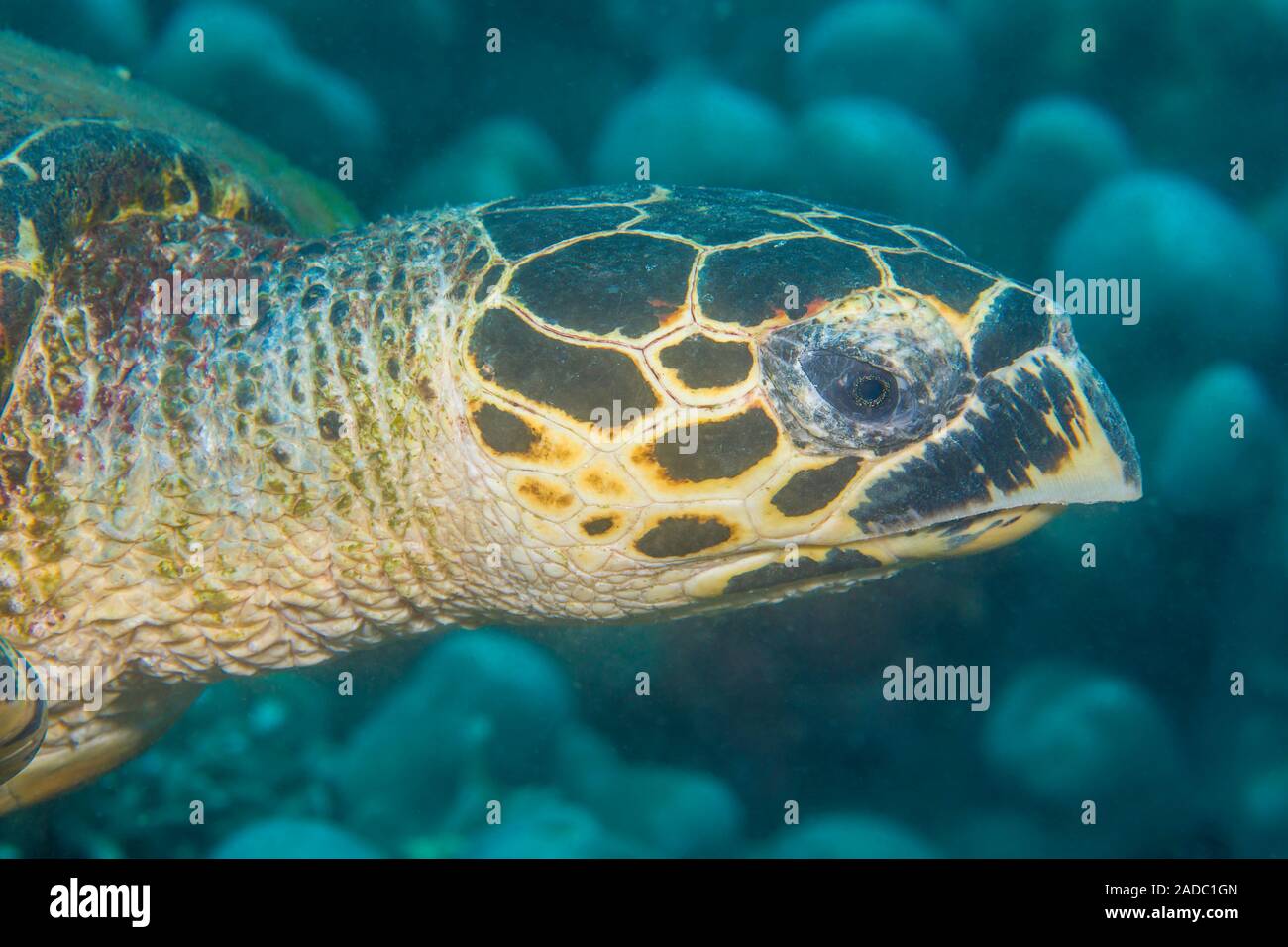 Uno sguardo più da vicino alla testa di una specie gravemente minacciate tartaruga embricata, Eretmochelys imbricata, Filippine, Oceano Pacifico. Foto Stock