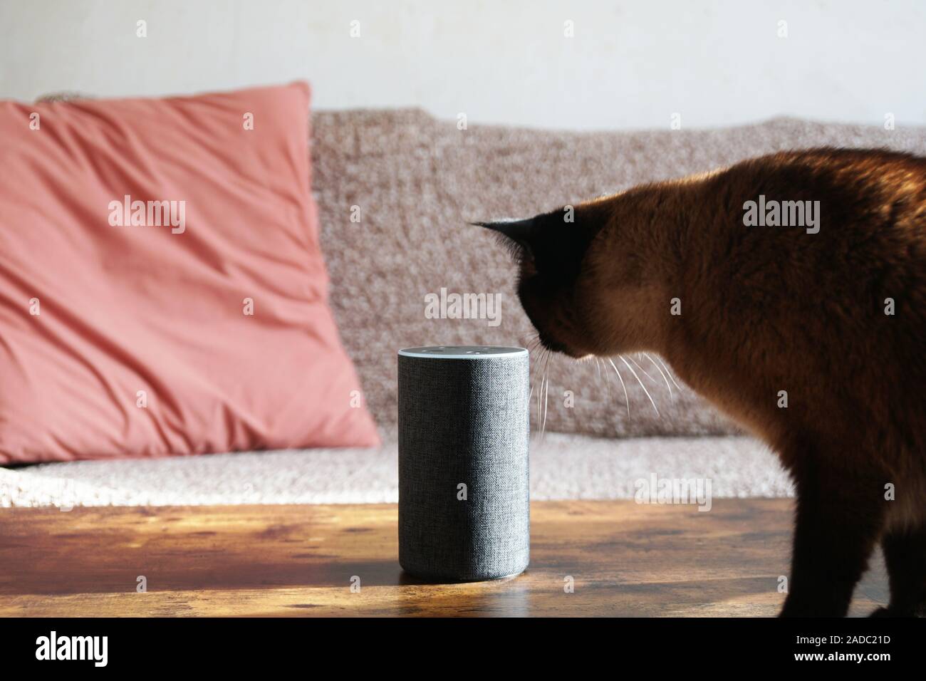 Curioso cat esamina smart speaker in piedi sul tavolo da caffè Foto Stock