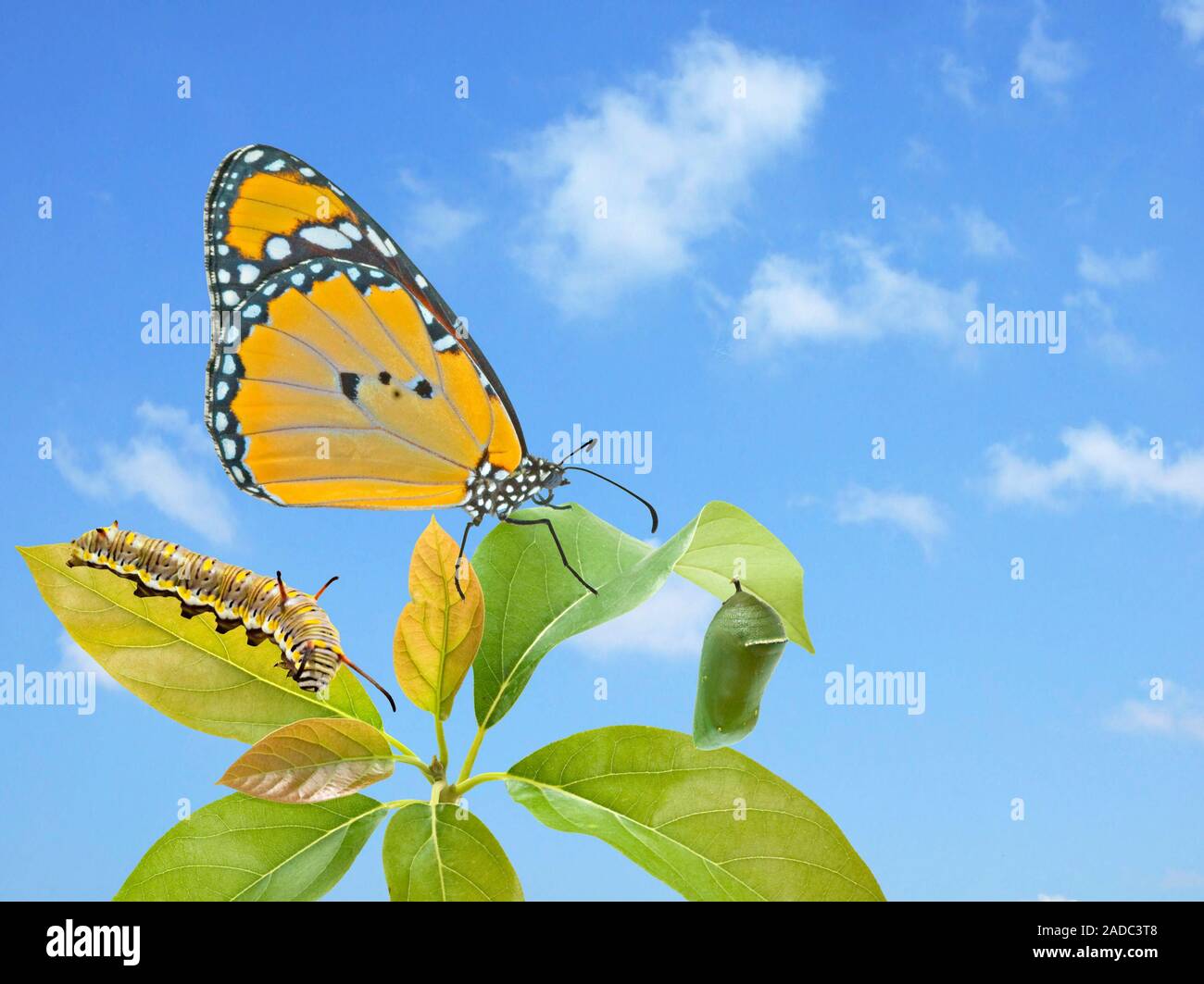 Close up di caterpillar , pupe e farfalla monarca Foto Stock