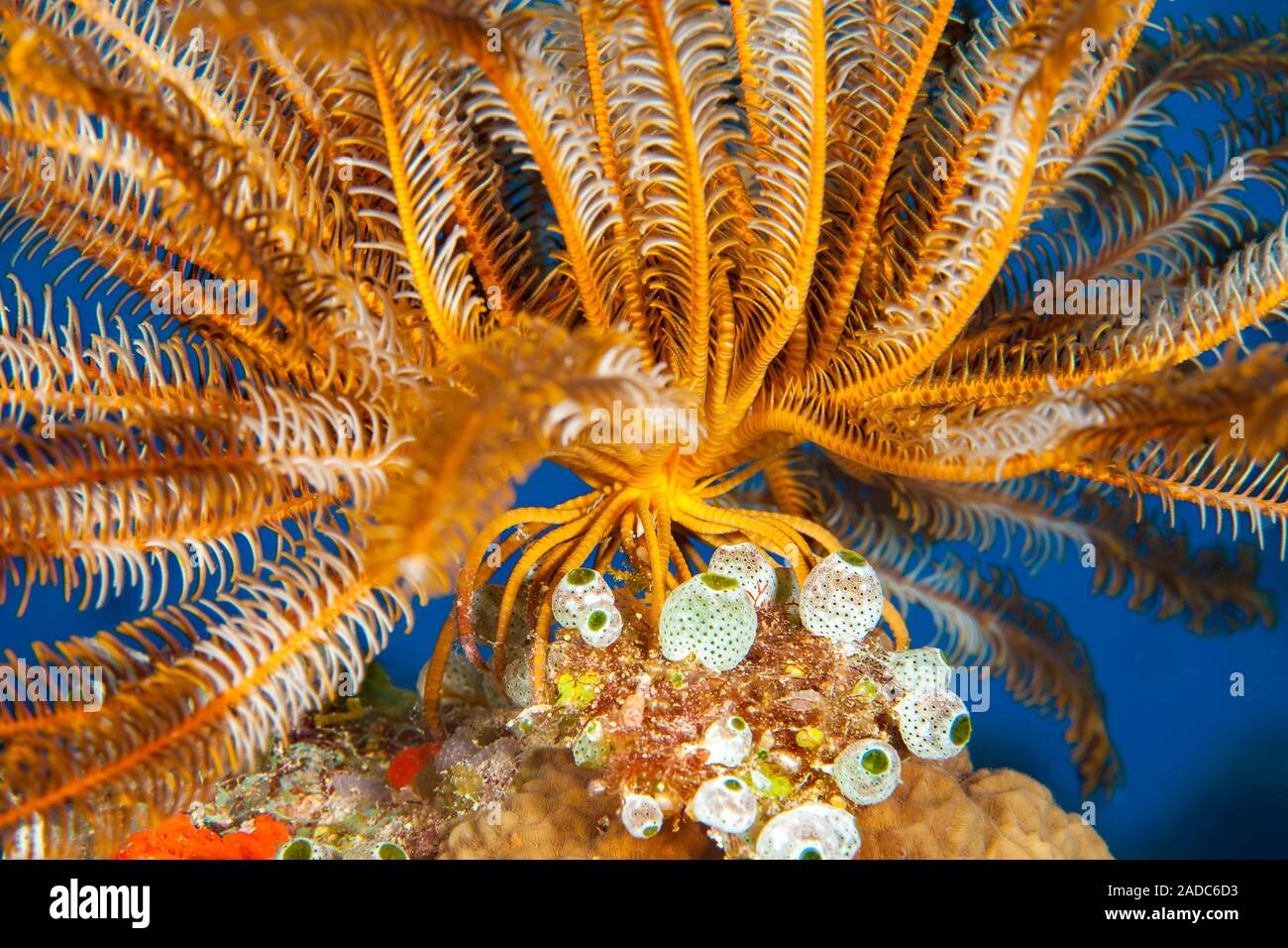 Uno sguardo più da vicino a piedi o cirri, di Bennett giù star, Oxycomanthus bennetti, come essa sorge su una scogliera di Figi a prendere passando il cibo nella curr Foto Stock