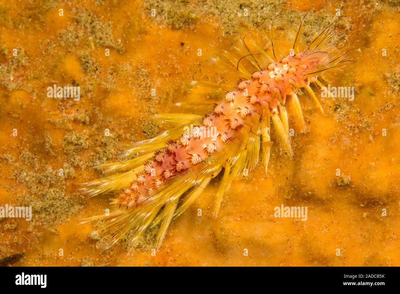 Policheti polychaetes o sono un paraphyletic, annelid worm noto anche come vermi, Filippine. Foto Stock