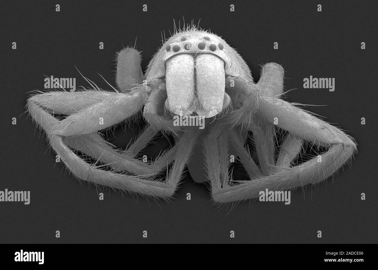 Micrografia al microscopio elettronico a scansione (SEM) di Riparin sac  spider spiderling (Clubiona riparia), Clubionidae famiglia. Sac ragni da  questa famiglia, noto anche un Foto stock - Alamy