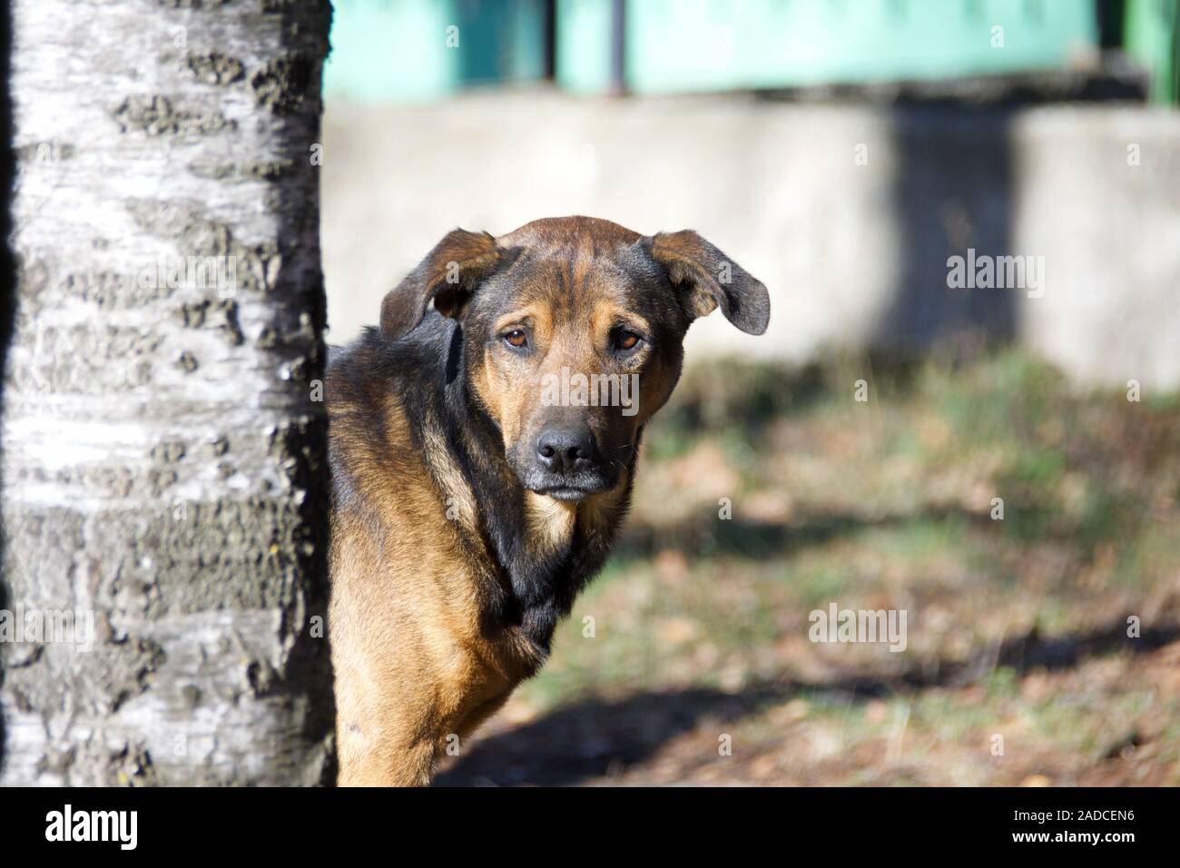 Bulgaria: Sofia e Rila Foto Stock