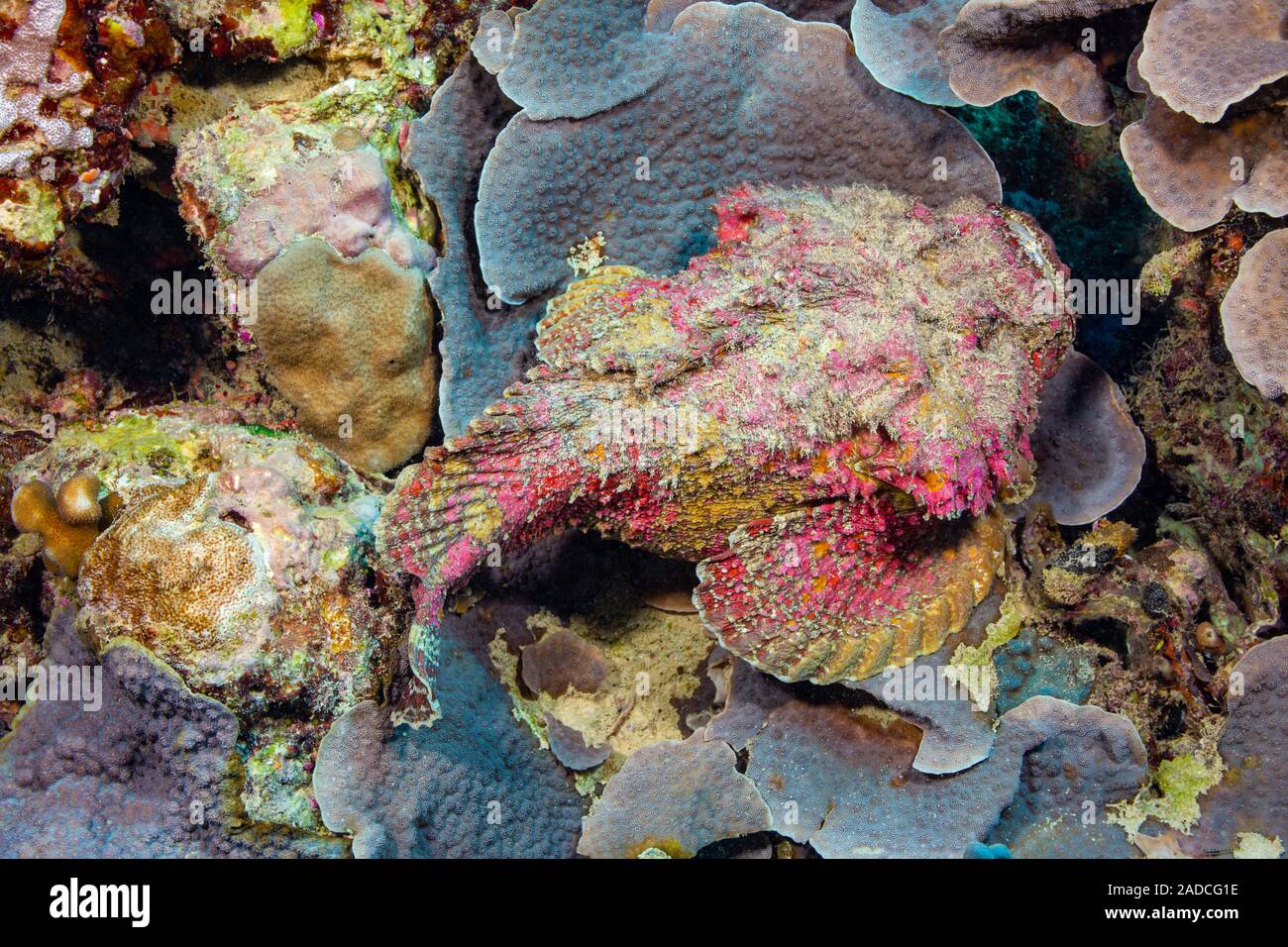 I pesci pietra, Synanceia verrucosa, è una delle più pericolose creature sul reef tropicali. Questa specie è in grado di infliggere un doloroso, cuore Foto Stock