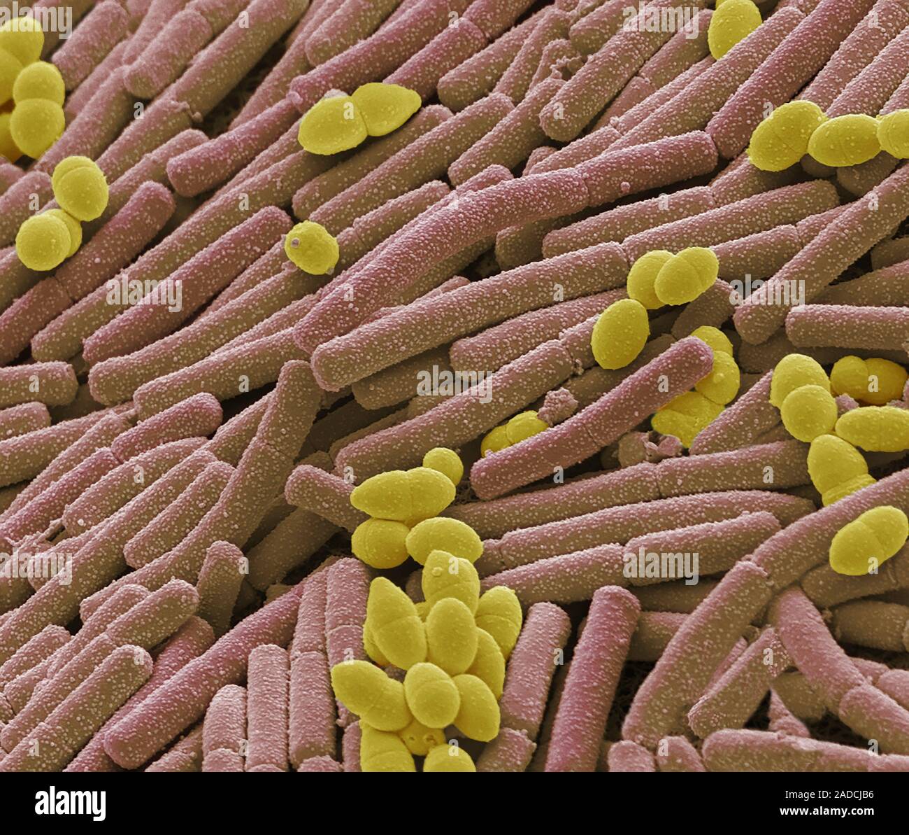 Il Kefir batteri. Micrografia al microscopio elettronico a scansione (SEM)  di Lactobacillus (marrone) e Lactococcus batteri da kefir, un latte  fermentato di bevanda contenente Foto stock - Alamy