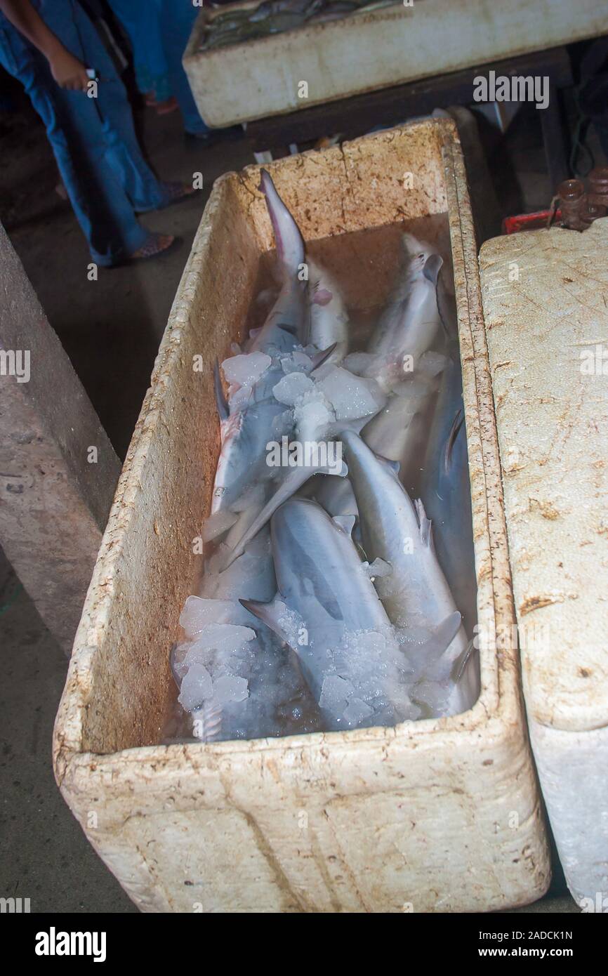 Giovani squali per la vendita nel mercato del pesce, Bali, Indonesia. Foto Stock