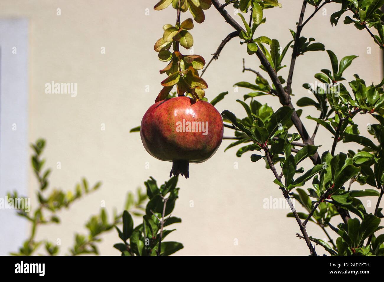 Fig frutti pendenti dal comune fig tree (Ficus carica) Foto Stock