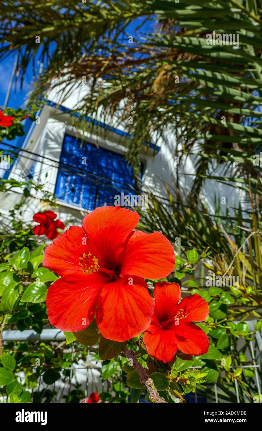 Rosso brillante di fiori di ibisco di fronte persiane blu, Kalymnos, Dodecaneso, Grecia, Mar Egeo, Mediterranea Foto Stock