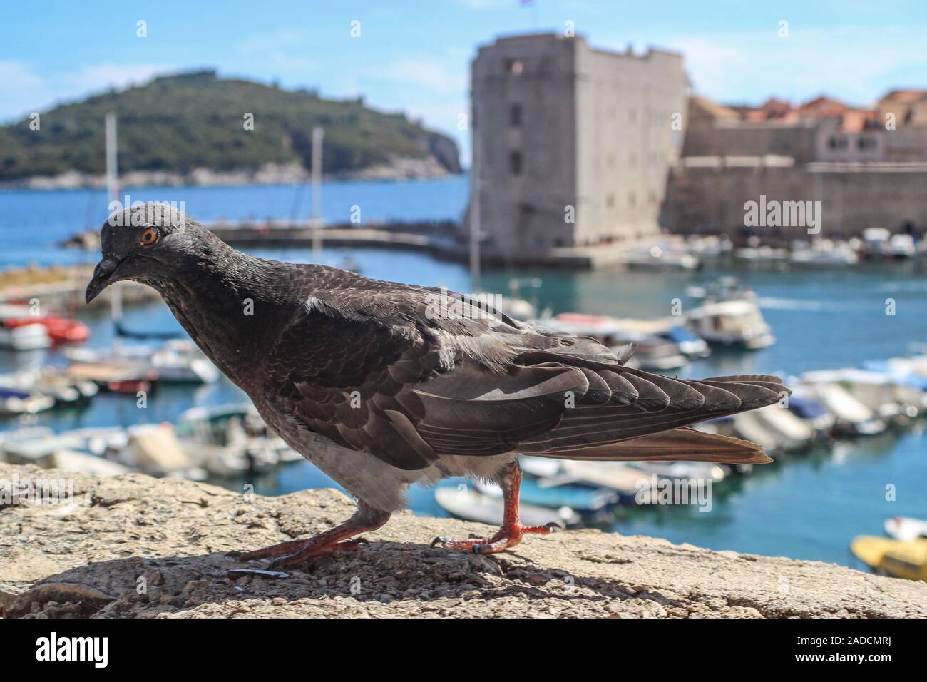 Il piccione comune nella parte anteriore, le mura della Città Vecchia in background, in Dubrovnik, Croazia Foto Stock