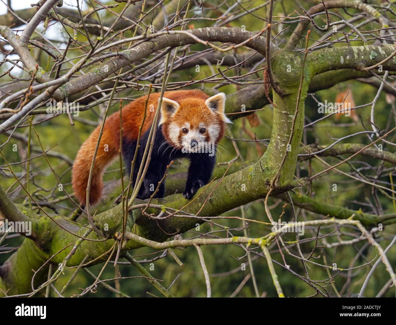 Panda rosso Ailurus fulgens (prigioniero) Foto Stock