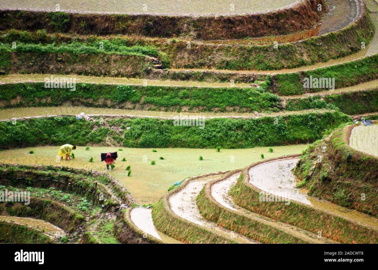 Dragon's Backbone terrazze di riso, Dazhai, Cina Foto Stock