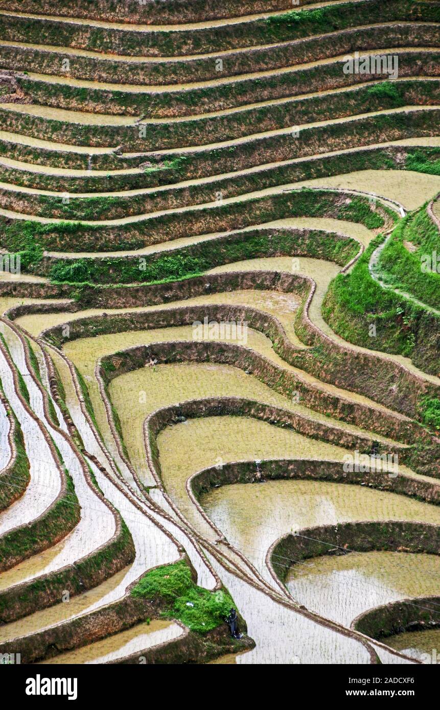 Dragon's Backbone terrazze di riso, Dazhai, Cina Foto Stock