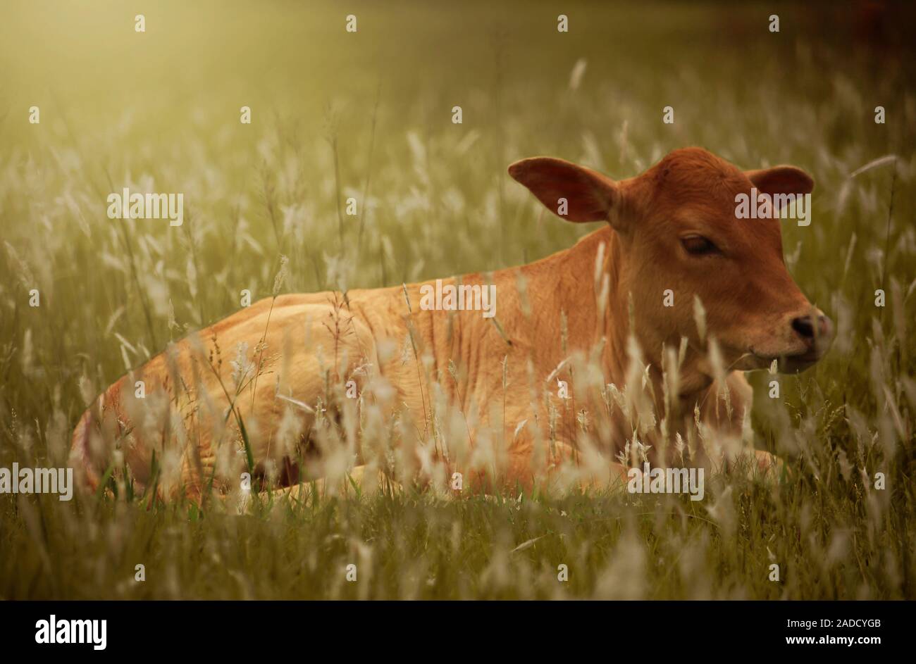Belle le mucche giacciono nel mezzo dell'erba Foto Stock