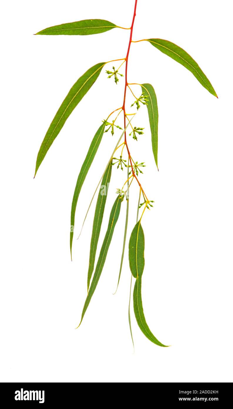 Ramo di eucalipto isolato su sfondo bianco Foto Stock