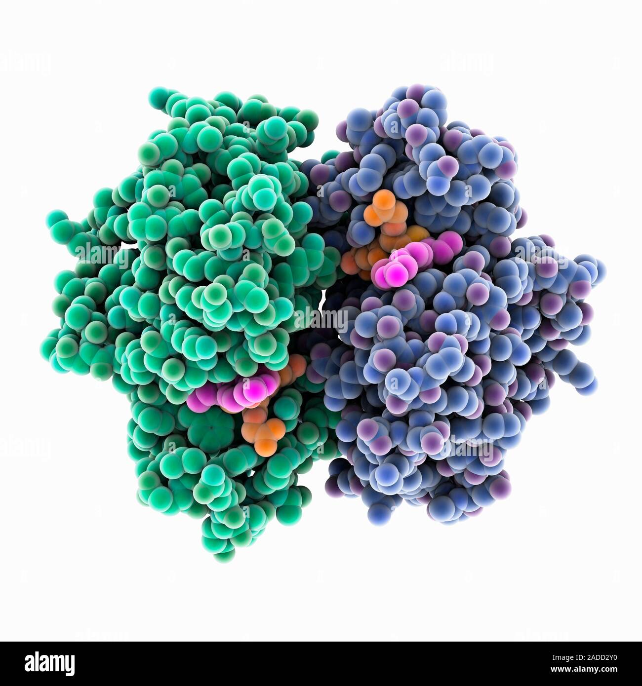 Glutatione trasferasi complesso. Modello di computer che mostra la struttura del glutatione trasferasi (verde e blu) complessato con l'inibitore ethacrynic Foto Stock