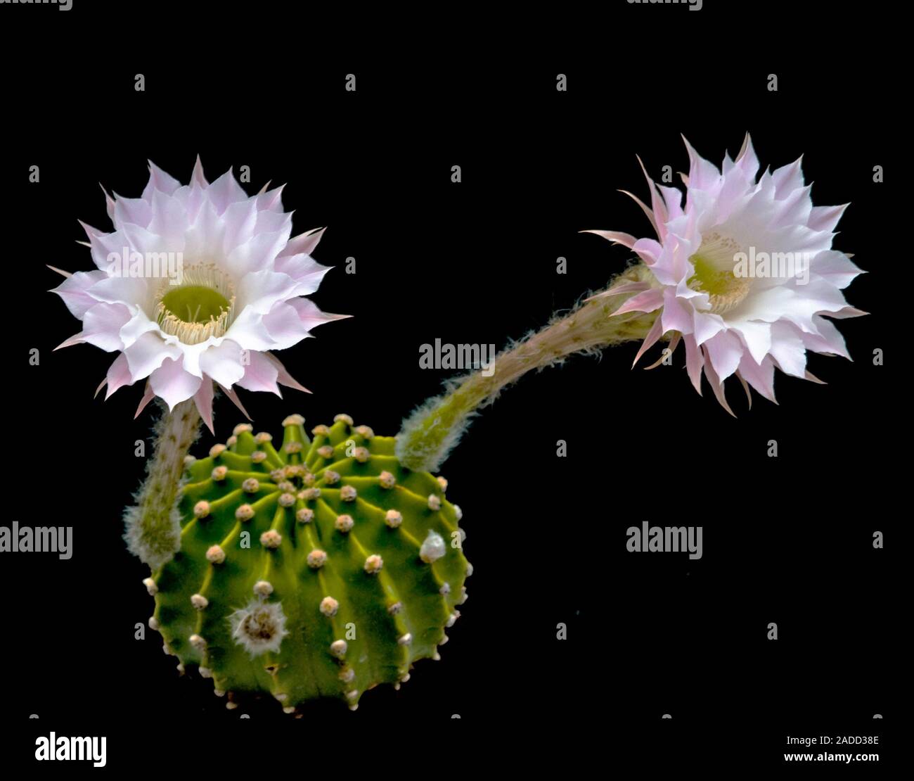 Cactus del giglio di pasqua immagini e fotografie stock ad alta risoluzione  - Alamy