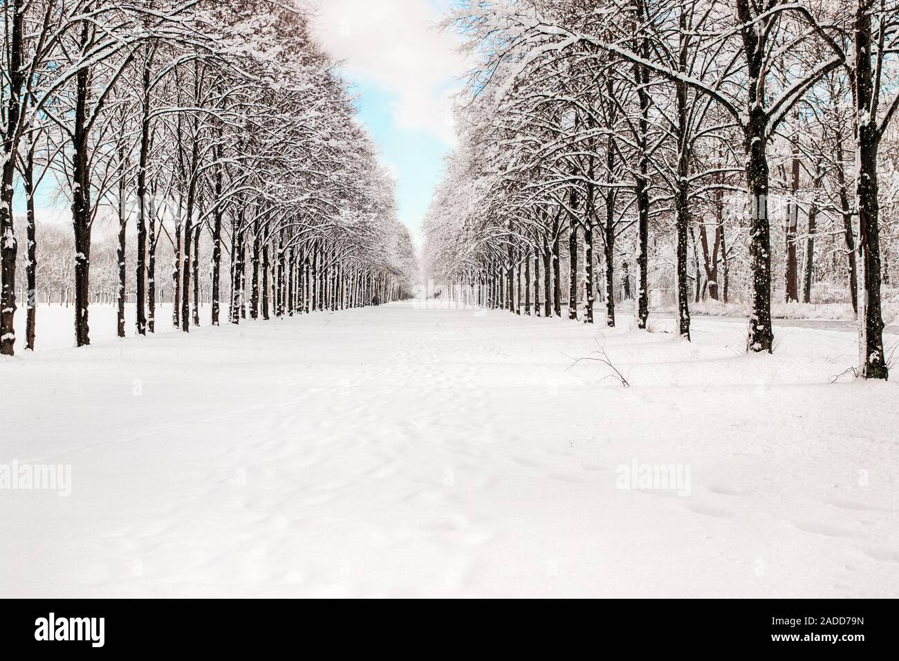 Sentiero innevato in diversi alberi della foresta Foto Stock