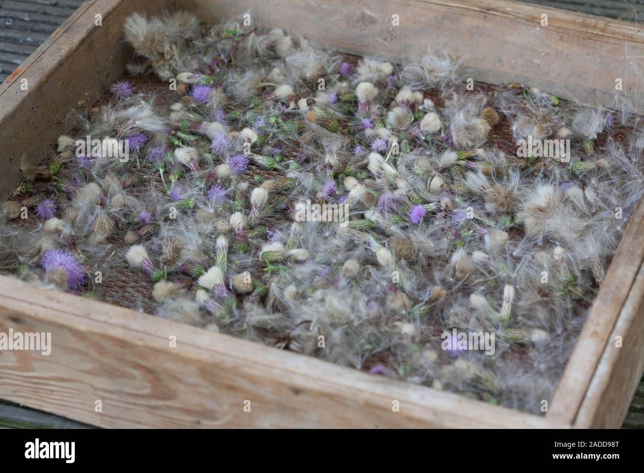 Acker-Kratzdistel, Distel-Samen, Distelsamen, Samen, Flugsamen mit Haaren, Ackerkratzdistel, Kratzdistel, Distel, Frucht, Früchte, Haarfrucht, Schirmf Foto Stock