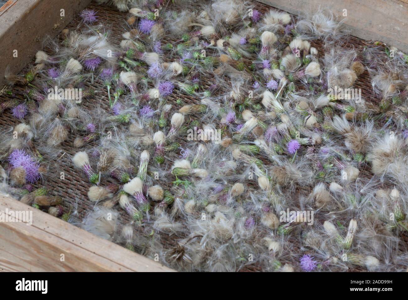 Acker-Kratzdistel, Distel-Samen, Distelsamen, Samen, Flugsamen mit Haaren, Ackerkratzdistel, Kratzdistel, Distel, Frucht, Früchte, Haarfrucht, Schirmf Foto Stock