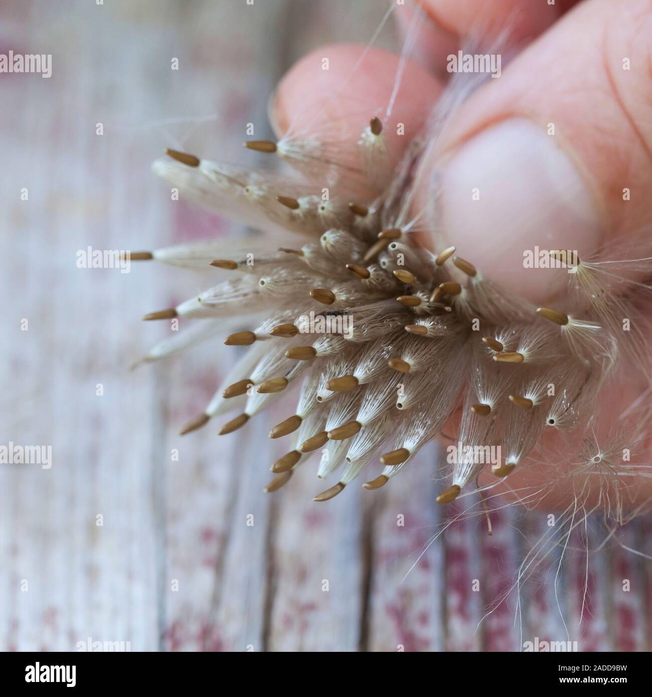 Acker-Kratzdistel, Distel-Samen, Distelsamen, Samen, Flugsamen mit Haaren, Ackerkratzdistel, Kratzdistel, Distel, Frucht, Früchte, Haarfrucht, Schirmf Foto Stock