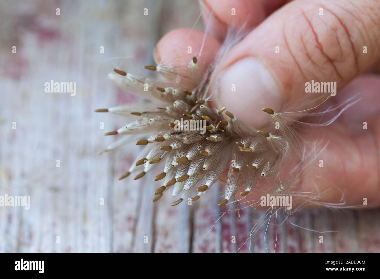 Acker-Kratzdistel, Distel-Samen, Distelsamen, Samen, Flugsamen mit Haaren, Ackerkratzdistel, Kratzdistel, Distel, Frucht, Früchte, Haarfrucht, Schirmf Foto Stock