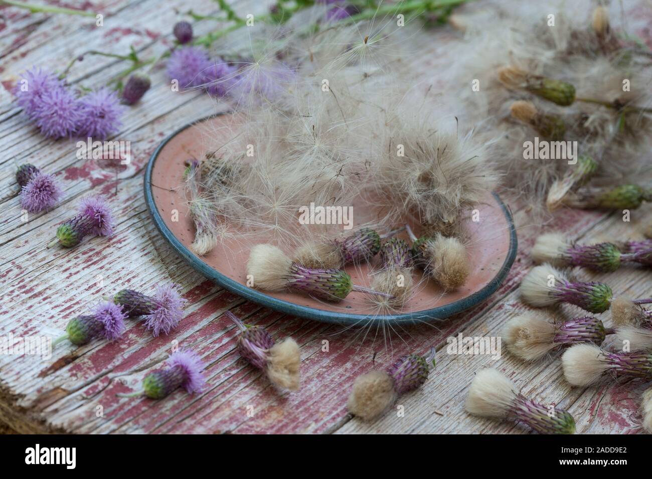 Acker-Kratzdistel, Distel-Samen, Distelsamen, Samen, Flugsamen mit Haaren, Ackerkratzdistel, Kratzdistel, Distel, Frucht, Früchte, Haarfrucht, Schirmf Foto Stock