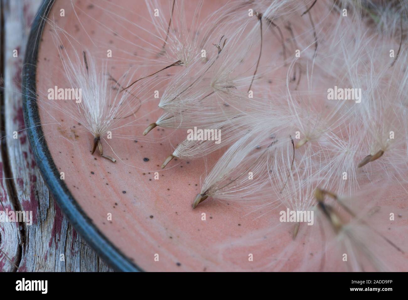 Acker-Kratzdistel, Distel-Samen, Distelsamen, Samen, Flugsamen mit Haaren, Ackerkratzdistel, Kratzdistel, Distel, Frucht, Früchte, Haarfrucht, Schirmf Foto Stock