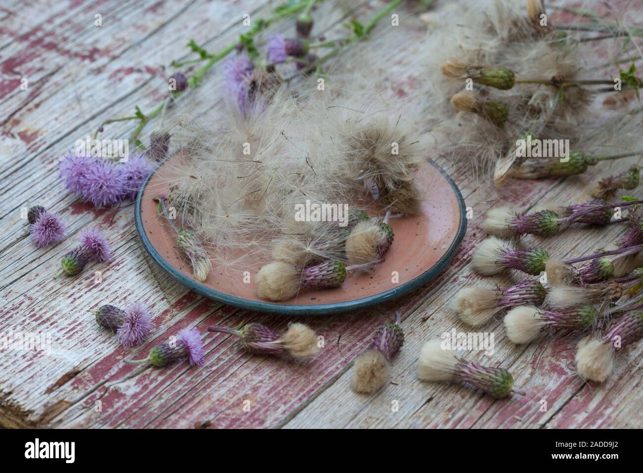 Acker-Kratzdistel, Distel-Samen, Distelsamen, Samen, Flugsamen mit Haaren, Ackerkratzdistel, Kratzdistel, Distel, Frucht, Früchte, Haarfrucht, Schirmf Foto Stock