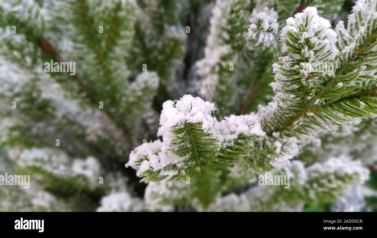 Albero di Natale verde di pini e il bianco della neve peluria sul ramo di Natale o di stagione invernale. close-up con il fuoco selettivo Foto Stock