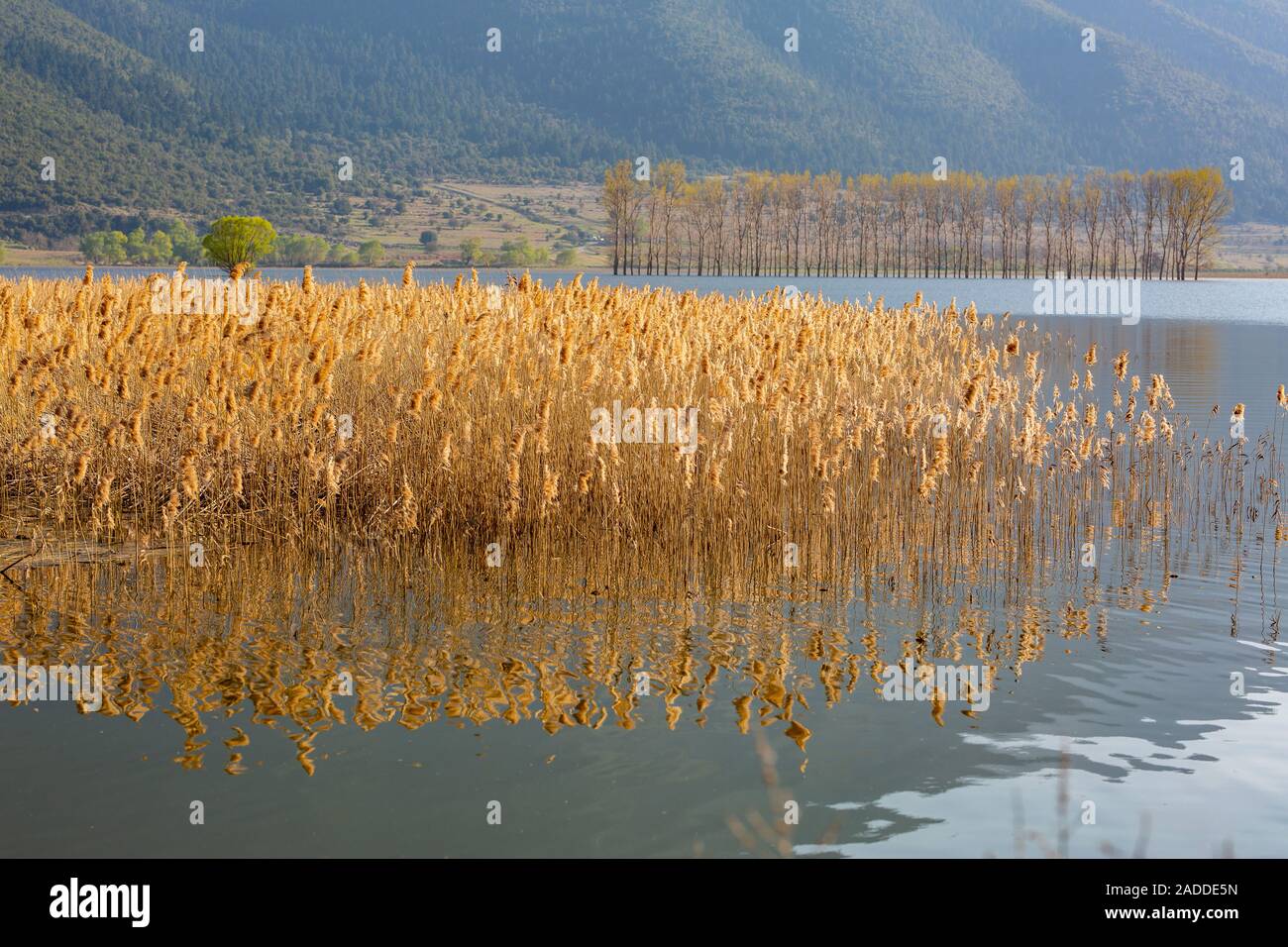 Il lago di Stymphalia,Grecia Foto Stock