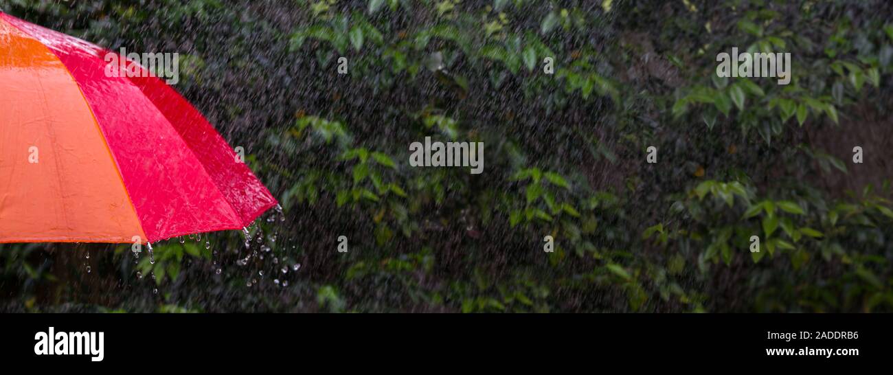 Ombrellone rosso con pioggia e bush extra wide Hi Res Banner Foto Stock