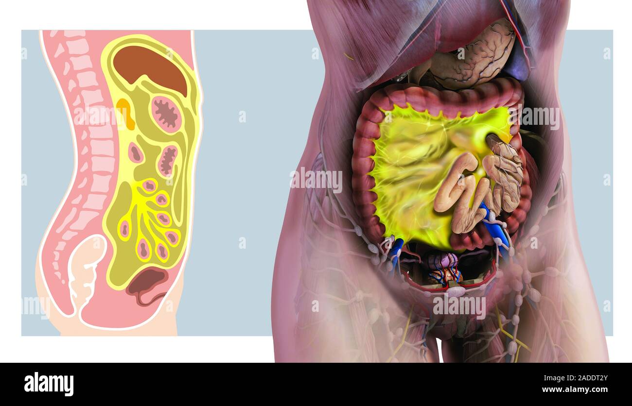 Mesenterica anatomia, illustrazione. Il mesenterio è un organo in ...