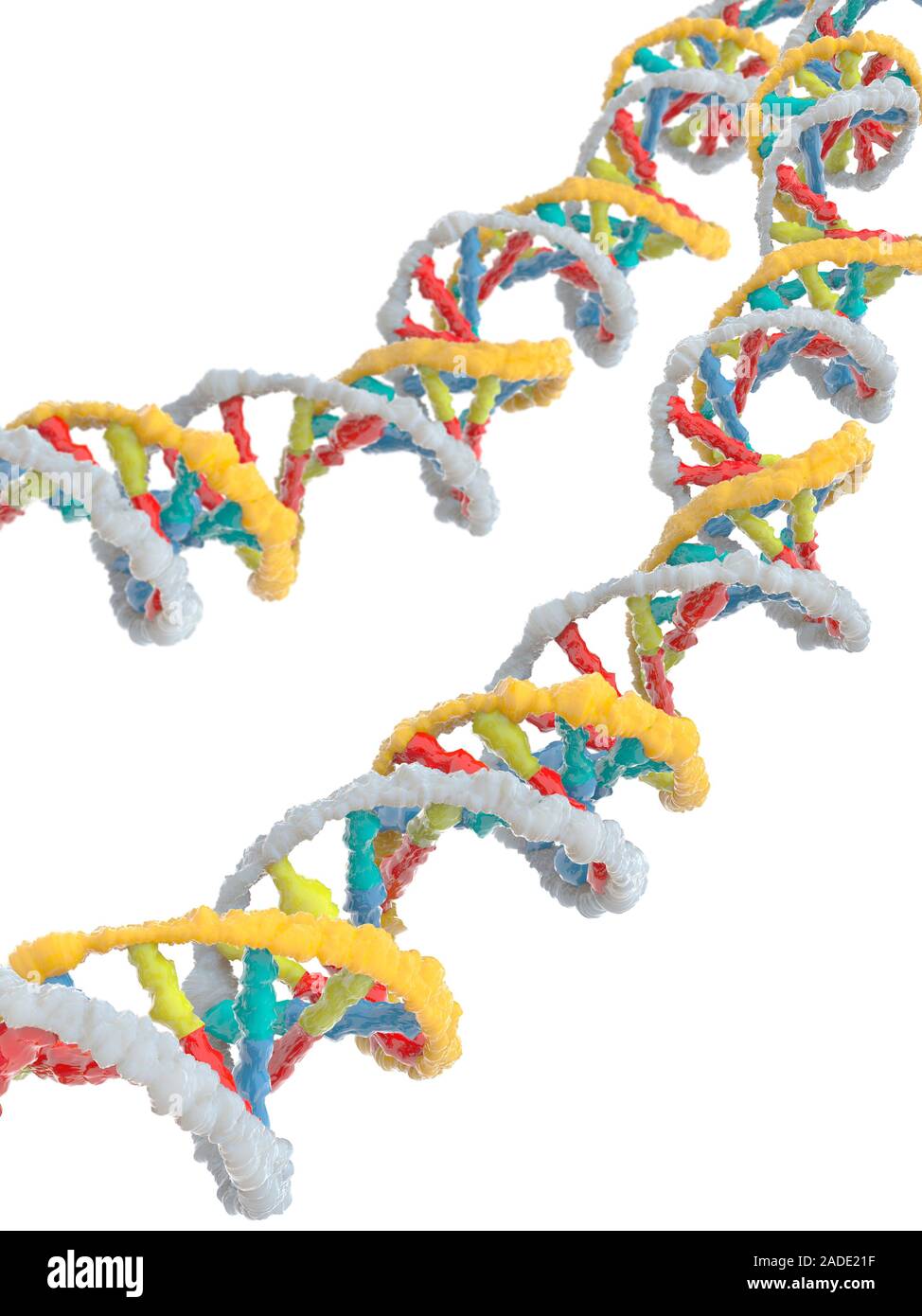 Le molecole di DNA. Computer illustrazione che mostra la struttura di due molecole di DNA (acido desossiribonucleico). Acido desossiribonucleico (DNA) consiste di lo Foto Stock