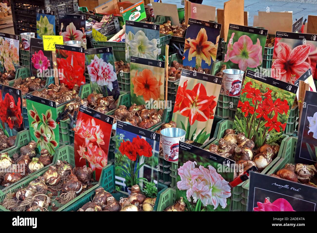 Bulbi olandesi in vendita,mercato tedesco,mercati di Natale di Manchester,Albert Square,Manchester,Greater Manchester,Inghilterra,UK,M2 5DB Foto Stock