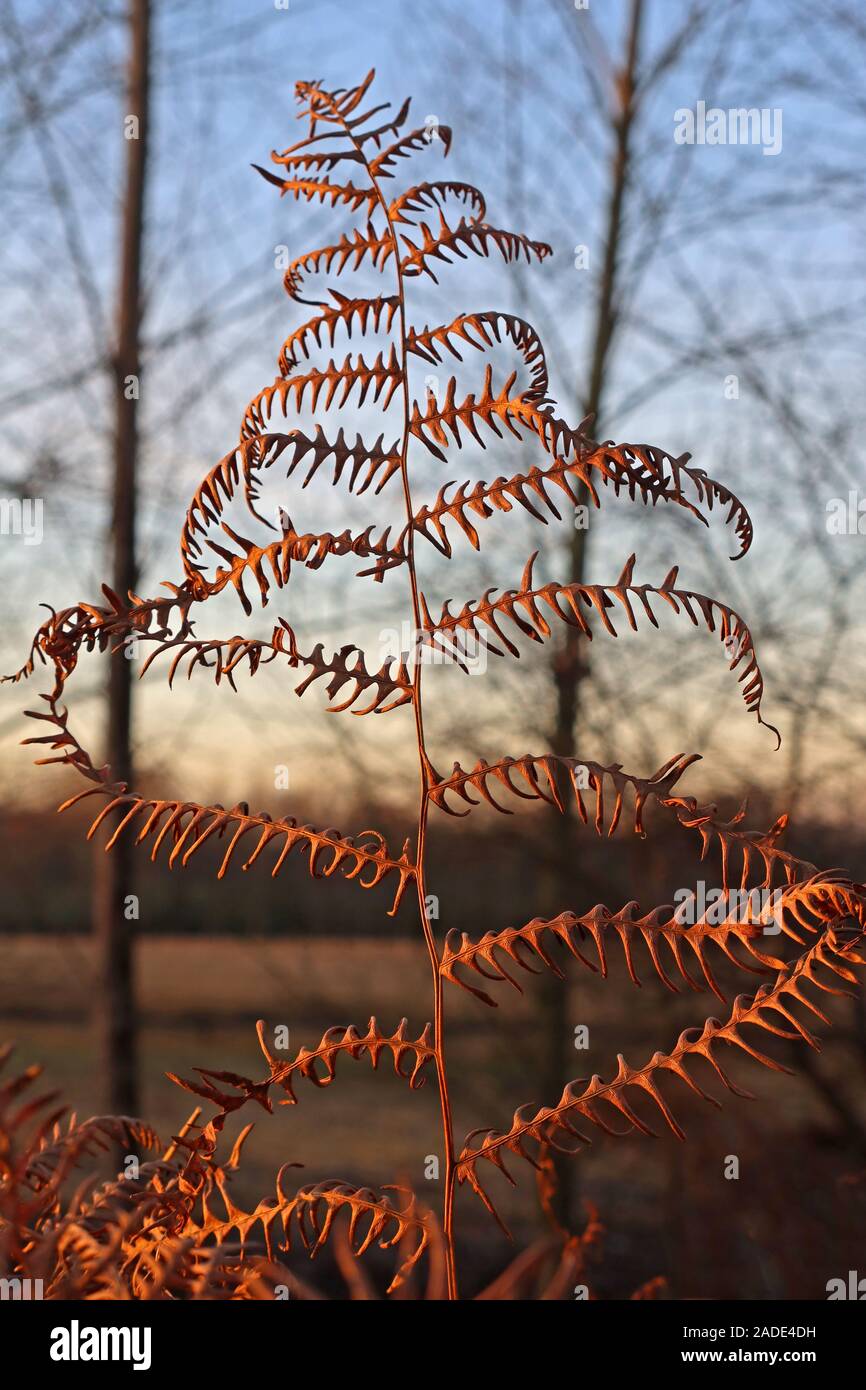 Una felce in autunno, Thelwall, Warrington, Cheshire, Inghilterra, Regno Unito, WA4 Foto Stock