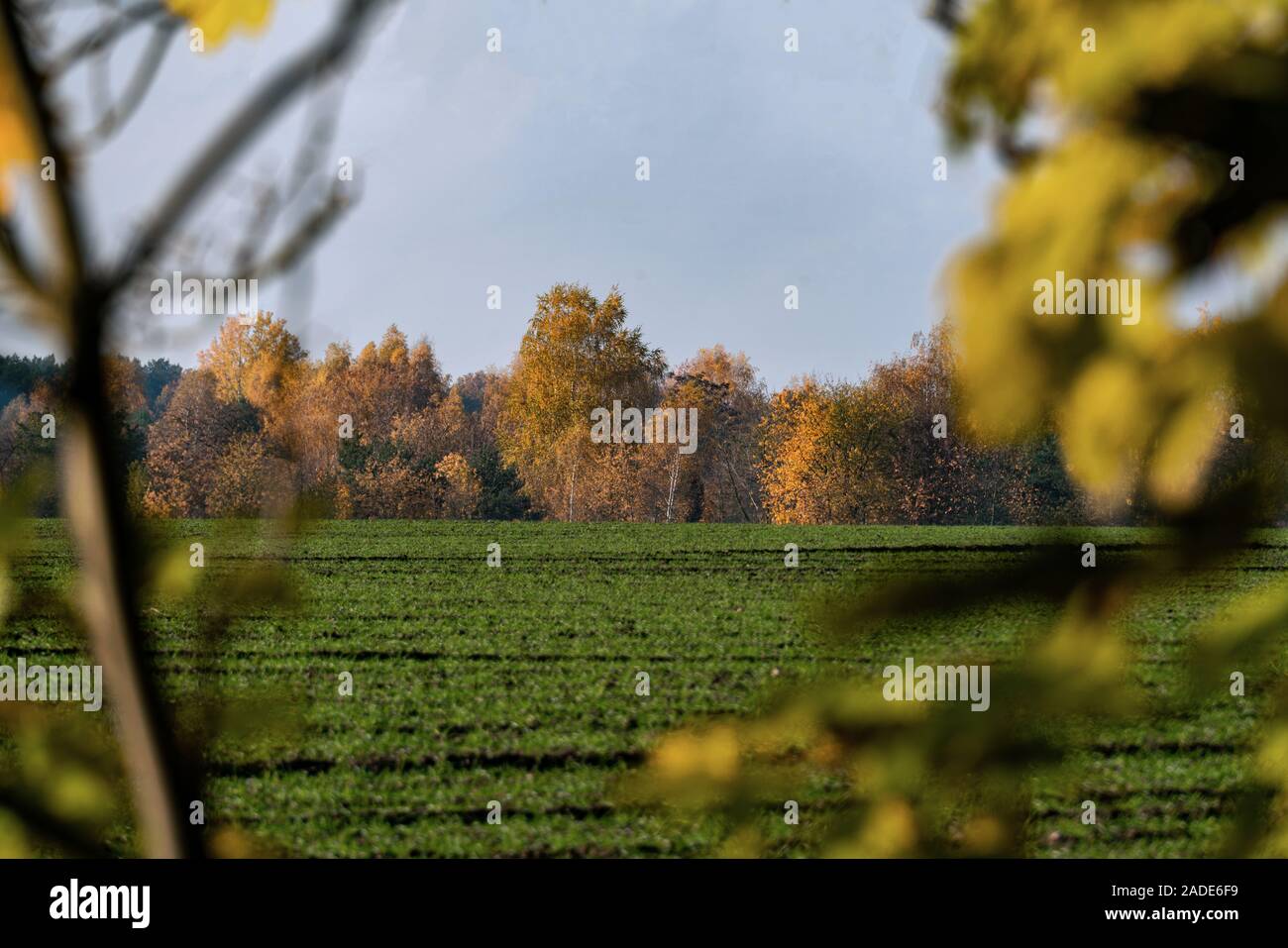 Affacciato sul verde del campo su una soleggiata giornata autunnale con alberi di giallo in background e foreground Foto Stock