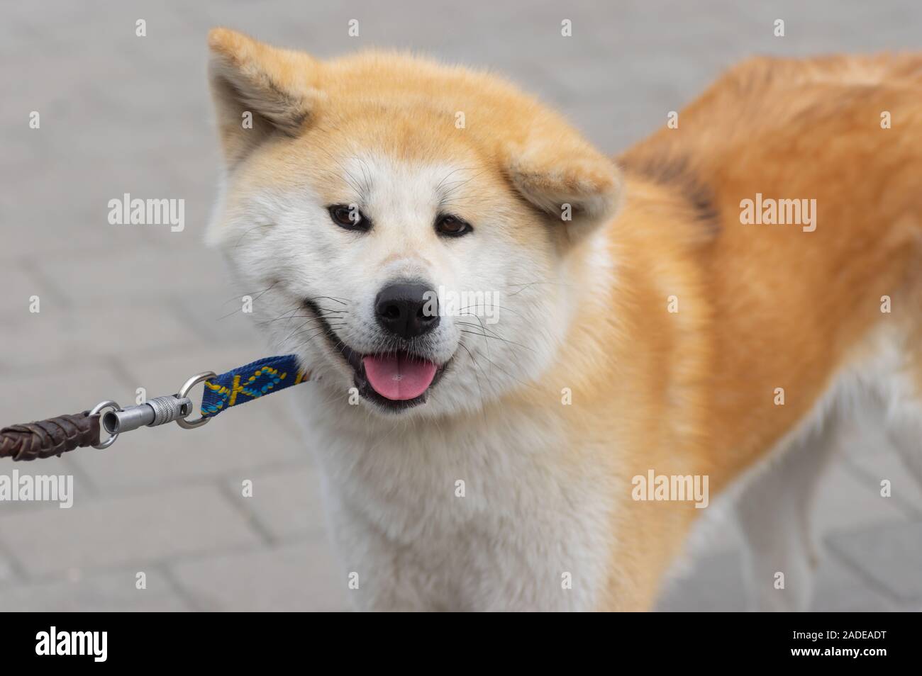 Outdoor Ritratto di giovane carino Akita inu cane al guinzaglio Foto Stock