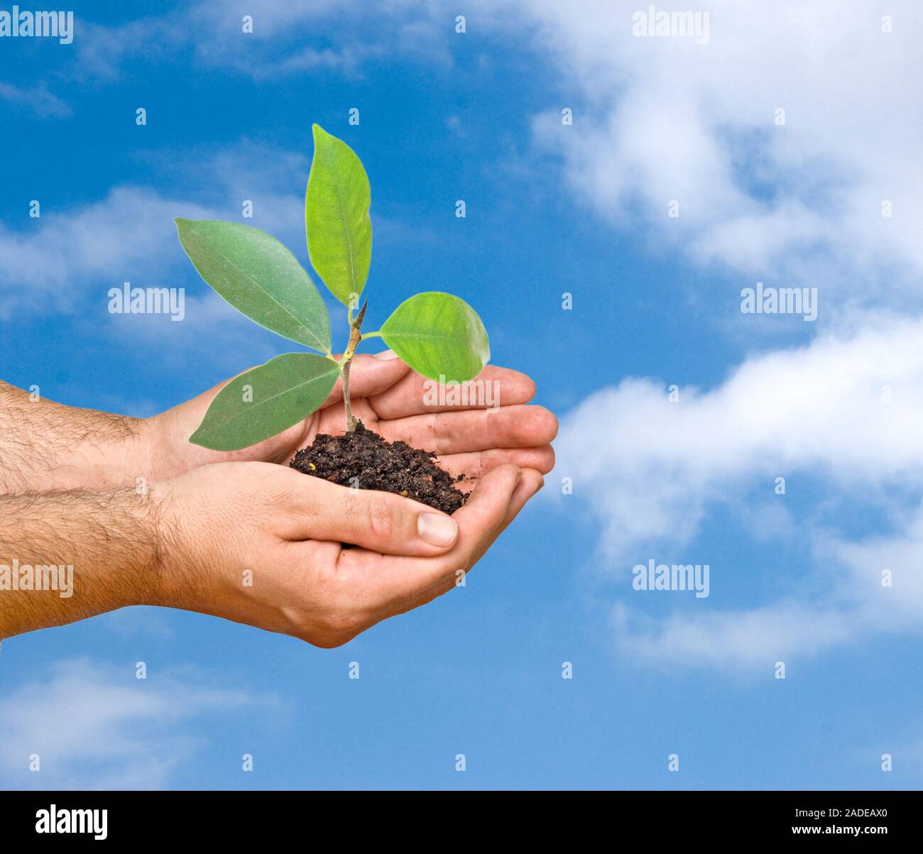 Il germoglio di palme come un simbolo della protezione della natura Foto Stock