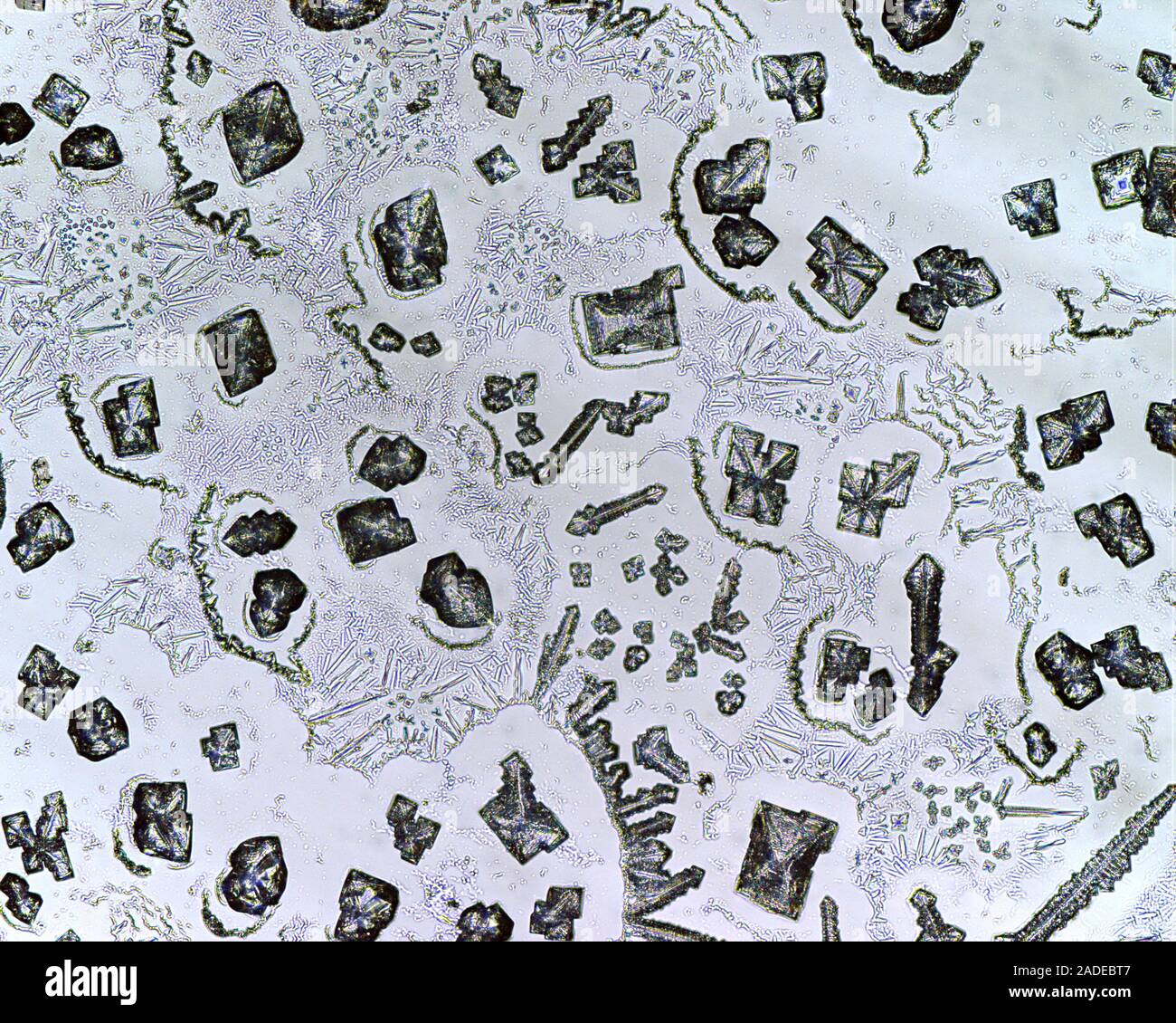 Il cloruro di sodio cristalli, micrografia di luce. Il minerale di cloruro  di sodio (NaCl) è meglio conosciuto come sale da tavola. Il sale viene  ottenuto dalle miniere di sale o da