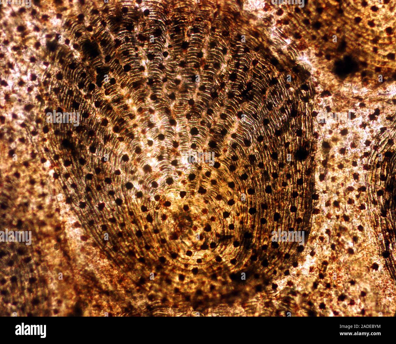 Scala di Pesce. Micrografia di luce di una scala dalla pelle di un pesce. Un pesce di scale sono appena sotto la pelle e formano un scheletro protettivo. Ogni scala pl Foto Stock