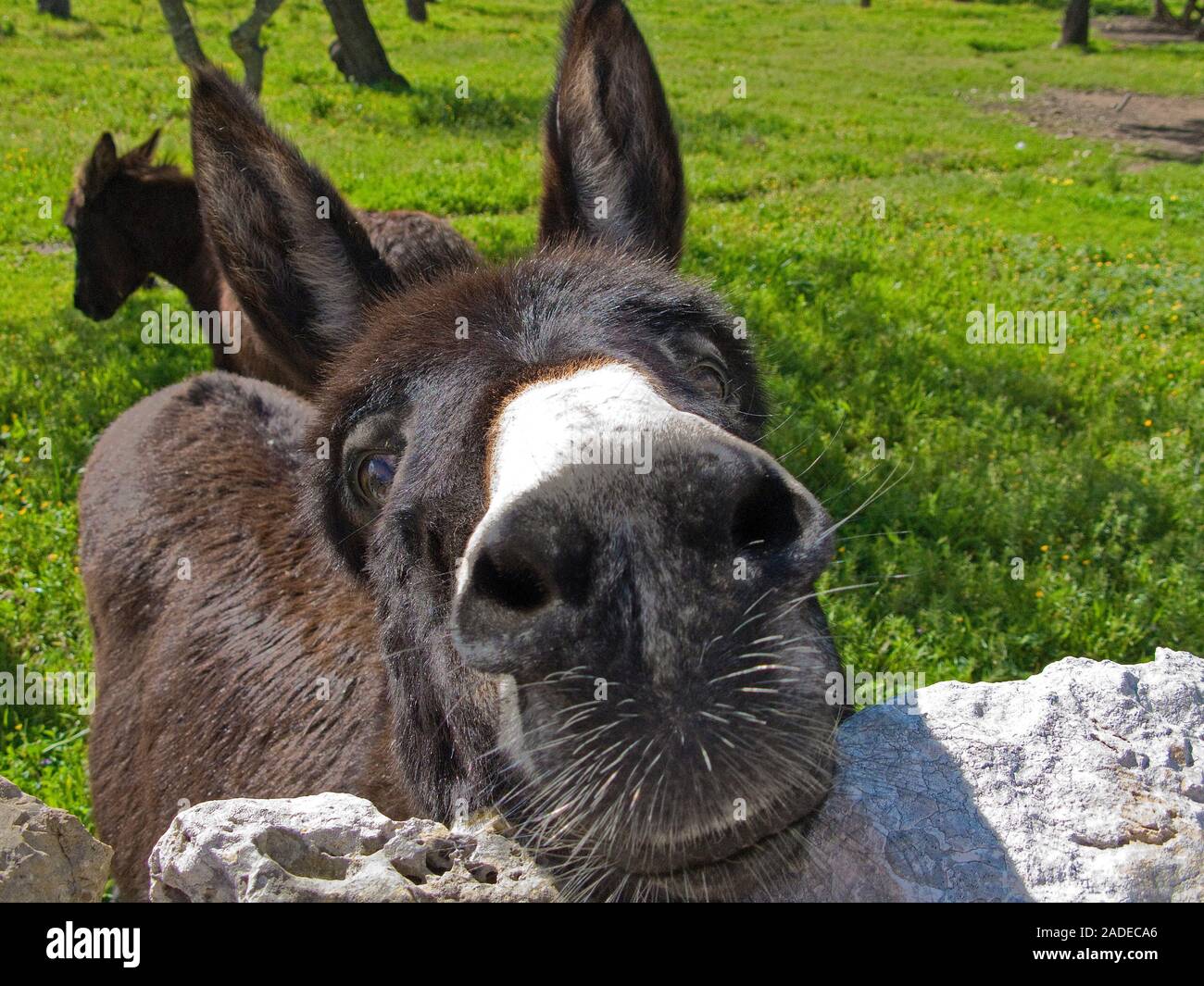 Asino (Equus asinus asinus) a penna all'aperto, Sineu, Maiorca, isole Baleari, Spagna Foto Stock